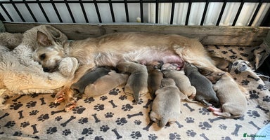 Mixed Breed dogs - Advert 3