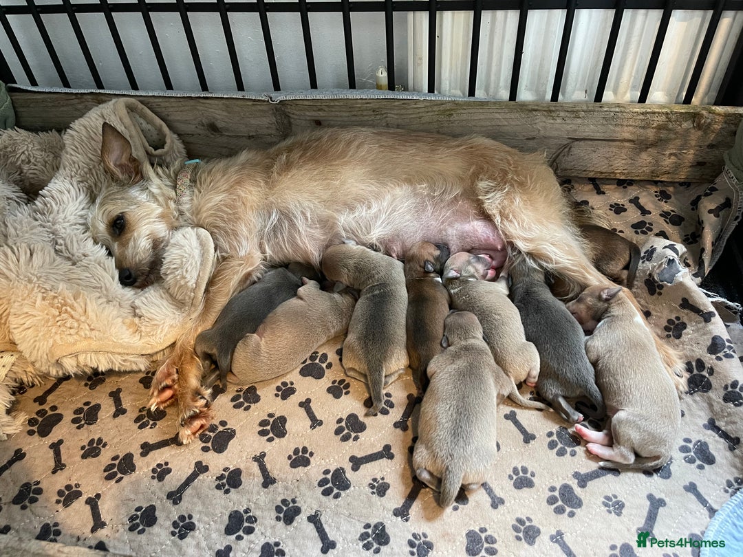 Mixed Breed dogs for sale: 3/4 Italian greyhound puppies  - Image 2