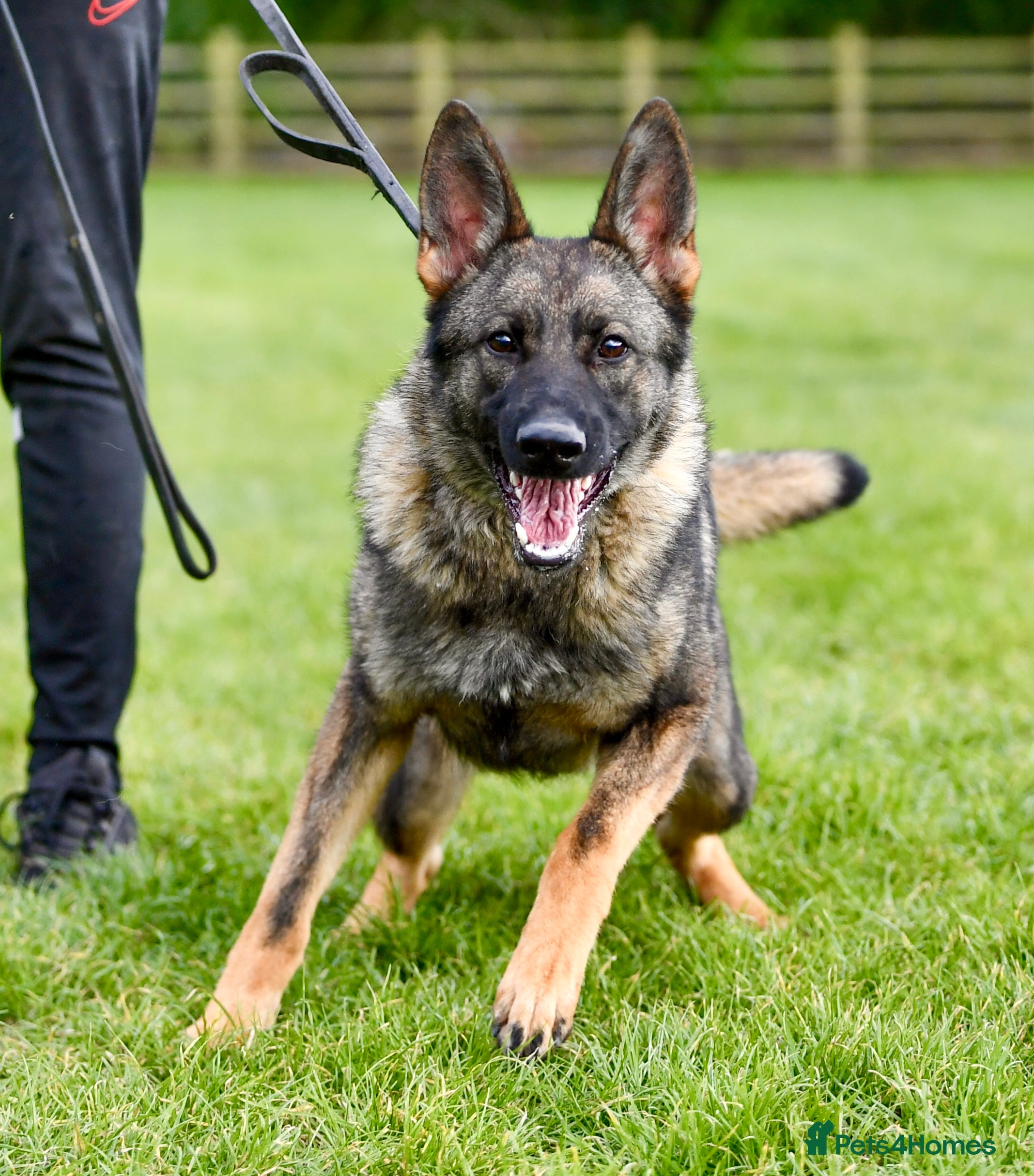 German Shepherd dogs German Shepherd. Fully health tested.Kc register - Advert 1