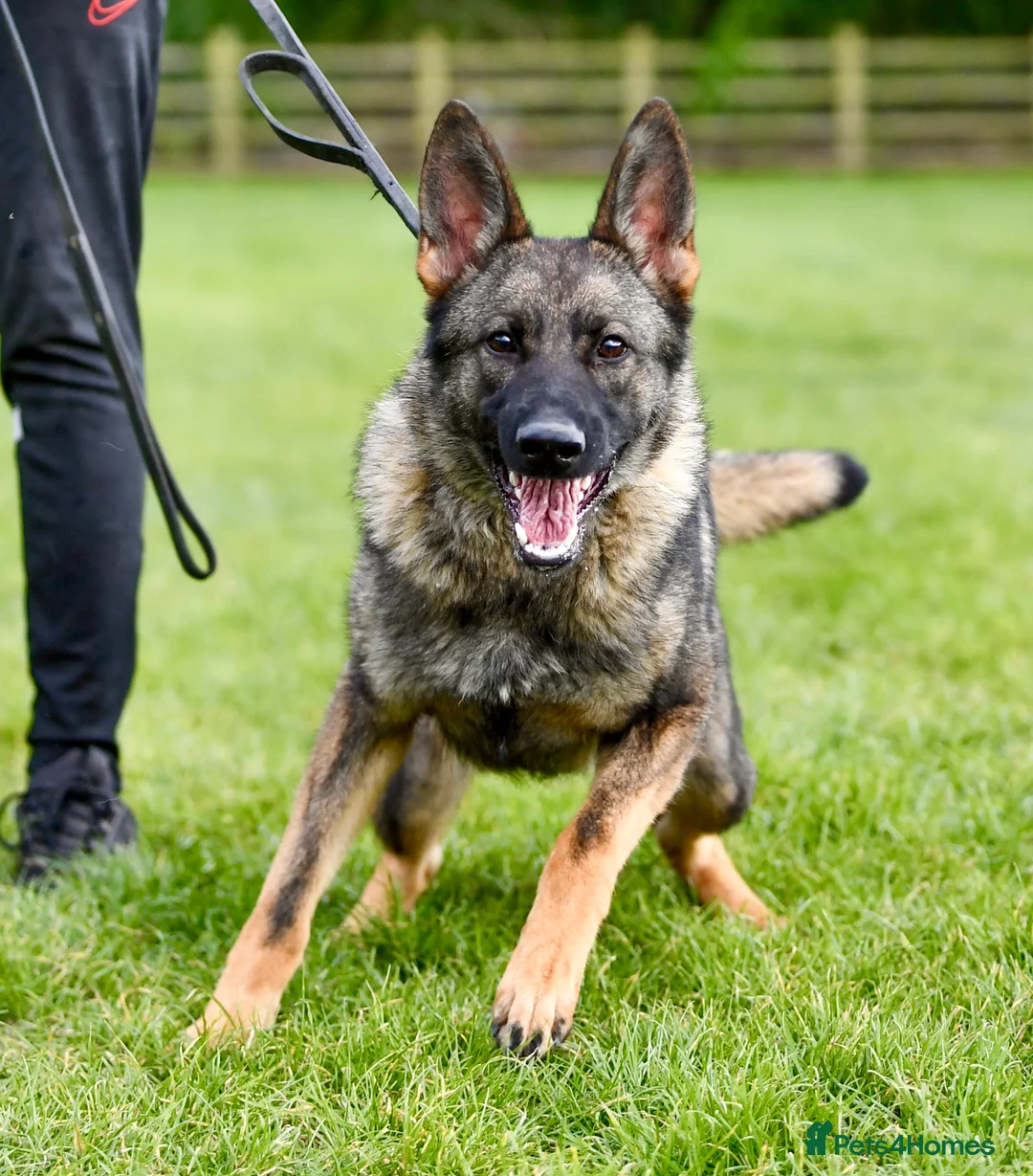 German Shepherd dogs for sale: German Shepherd. Fully health tested.Kc register - Advert 1