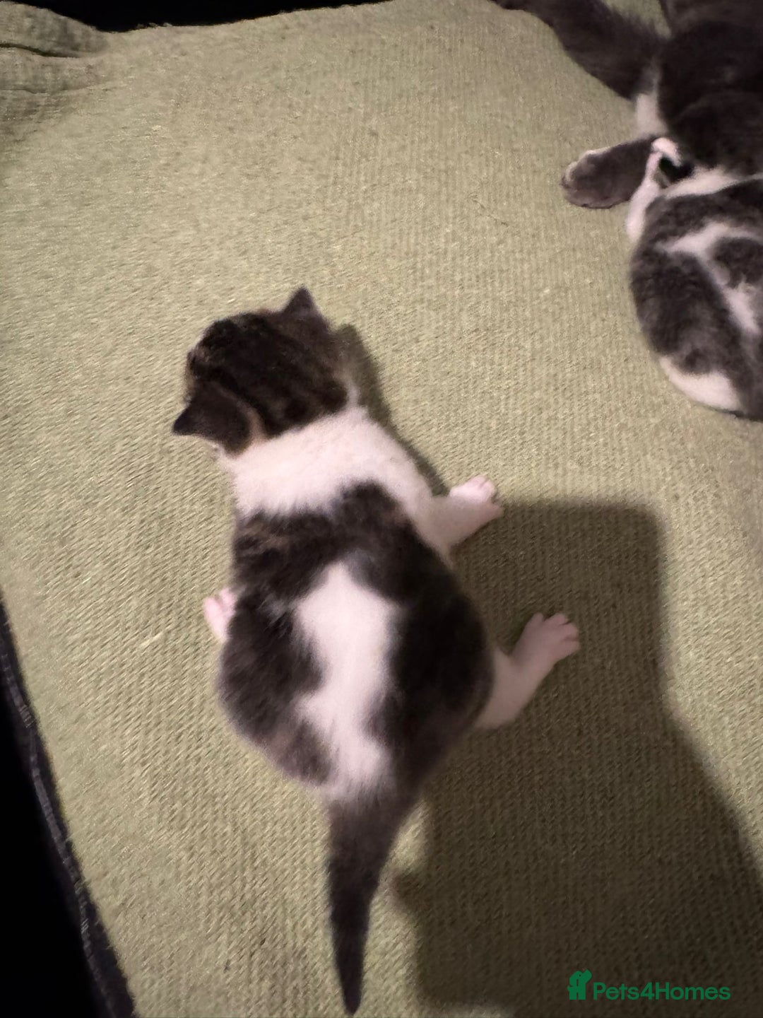 Mixed Breed cats for sale: Russian Blue x Tabby - Advert 19