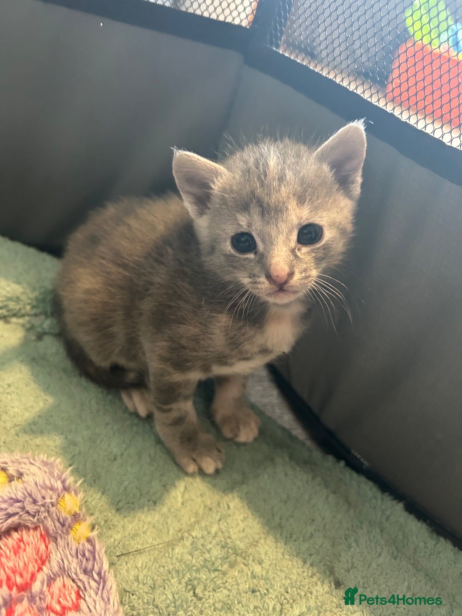 Mixed Breed cats for sale: Gorgeous female grey tabby! - Advert 2