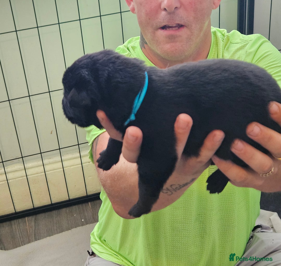 German Shepherd dogs for sale: German shepherd  - Image 27