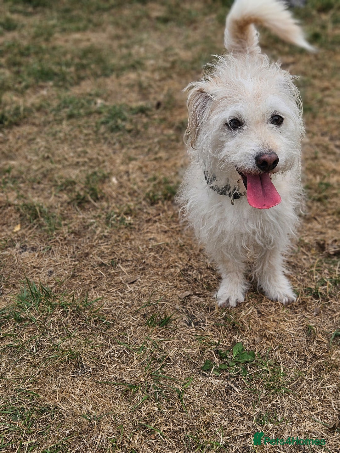 Jack Russell dogs for sale: Beautiful scruffie - Image 4