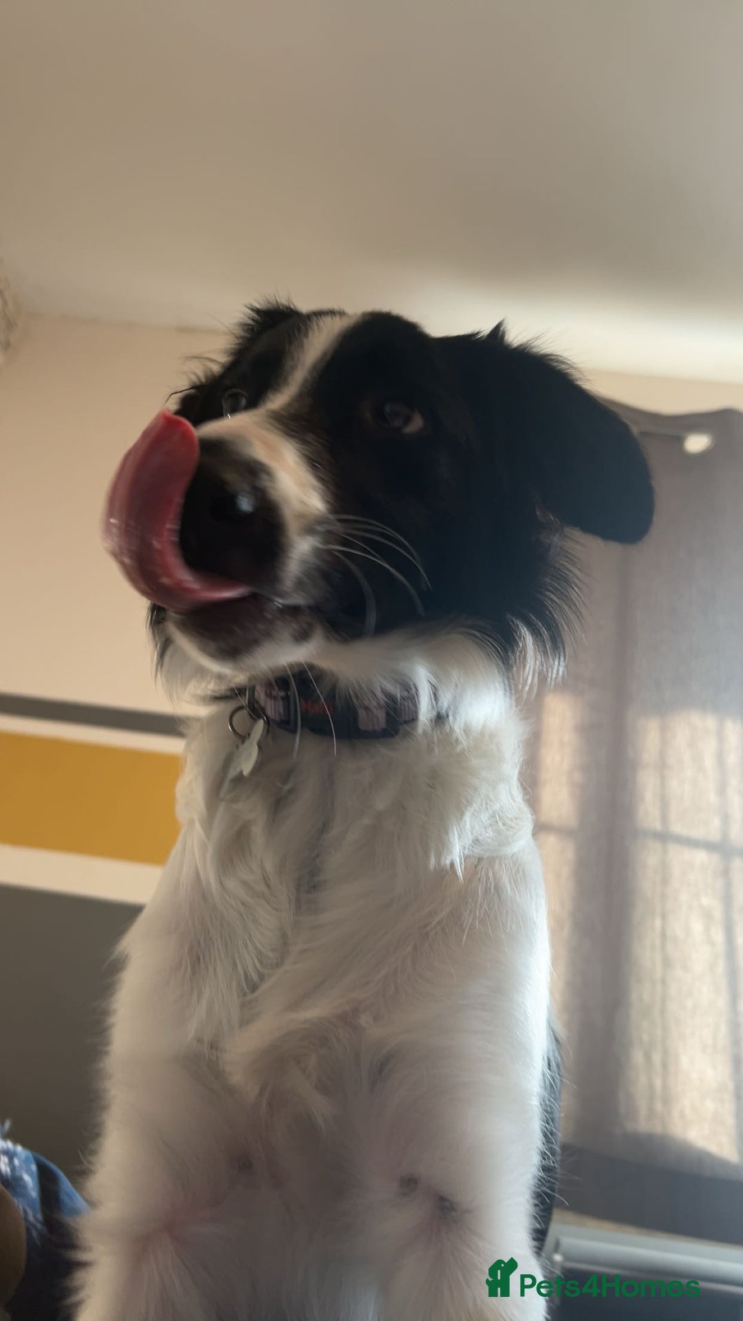 Border Collie dogs for sale: Cooper and Juno - Image 17