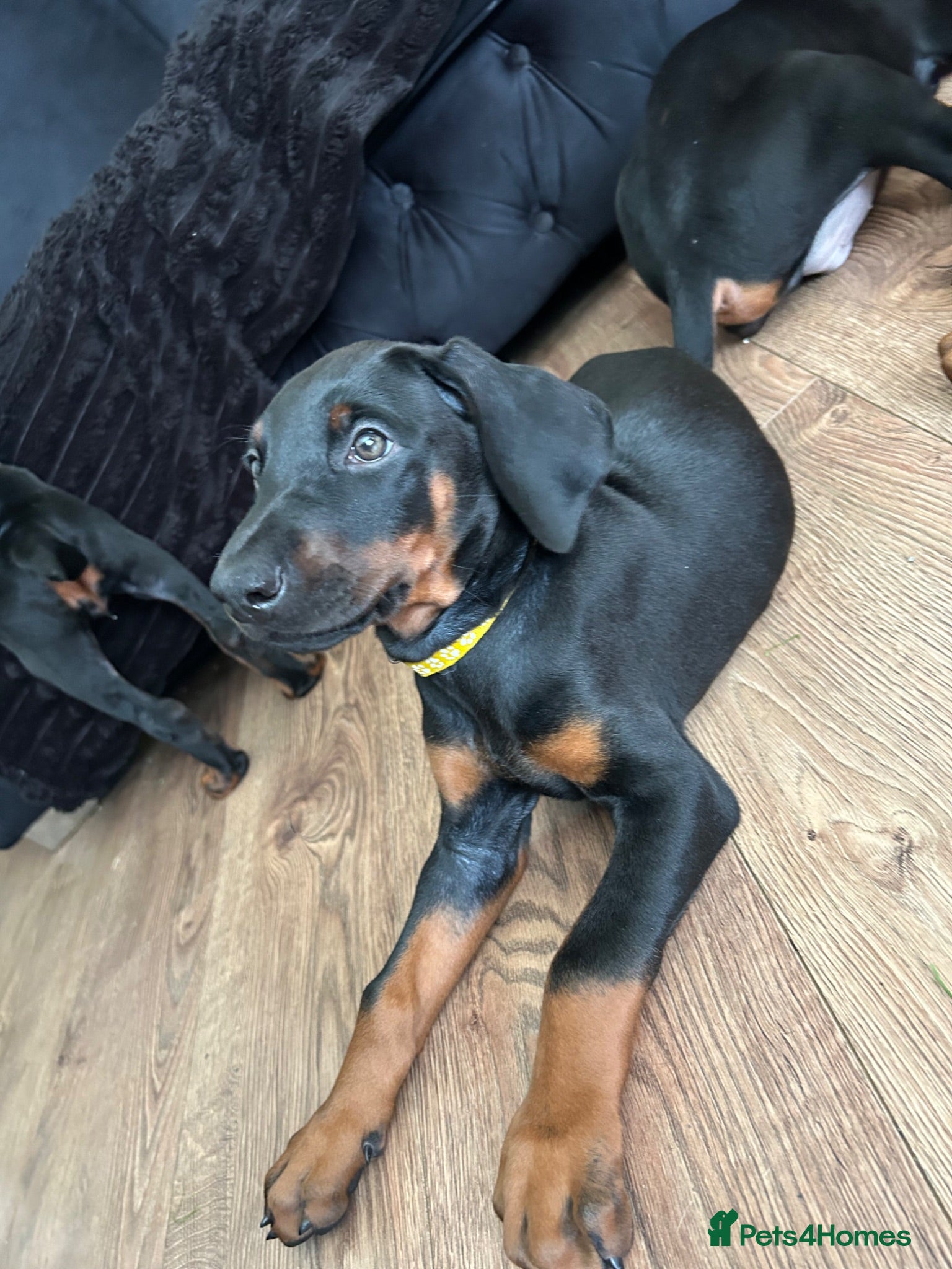 Dobermann dogs ONE beautiful girl doberman for sale  - Advert 8