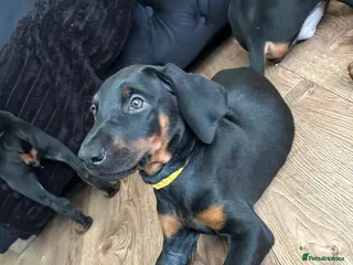 Dobermann dogs YELLOW puppy ready to leave NOW ⭐️⭐️ - Advert 17