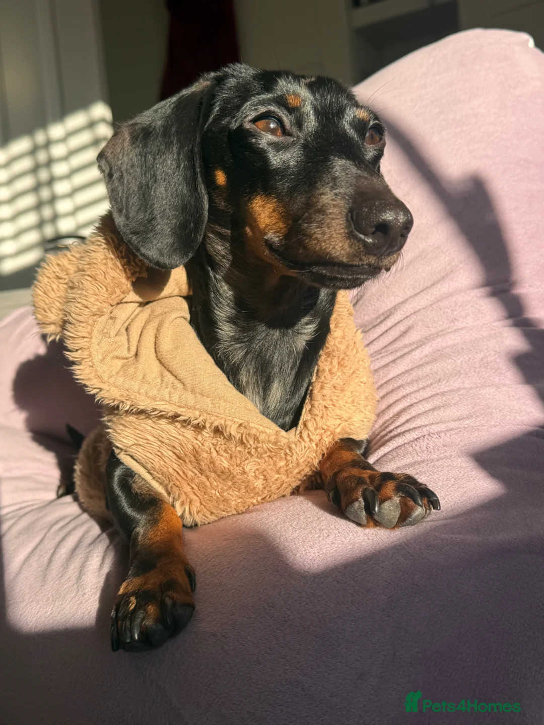 Miniature Dachshund dogs for sale: Winnie the Dachshund  - Advert 2