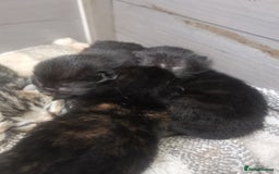 British Shorthair cats for sale: 4 black kittens ready for new homes - Image 5