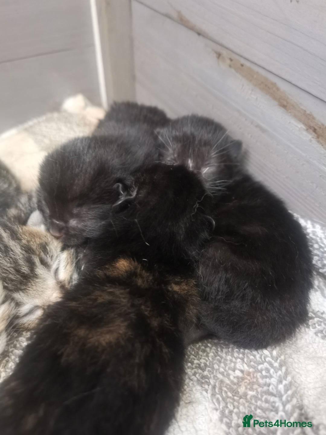 British Shorthair cats for sale: 4 black kittens ready for new homes - Image 5