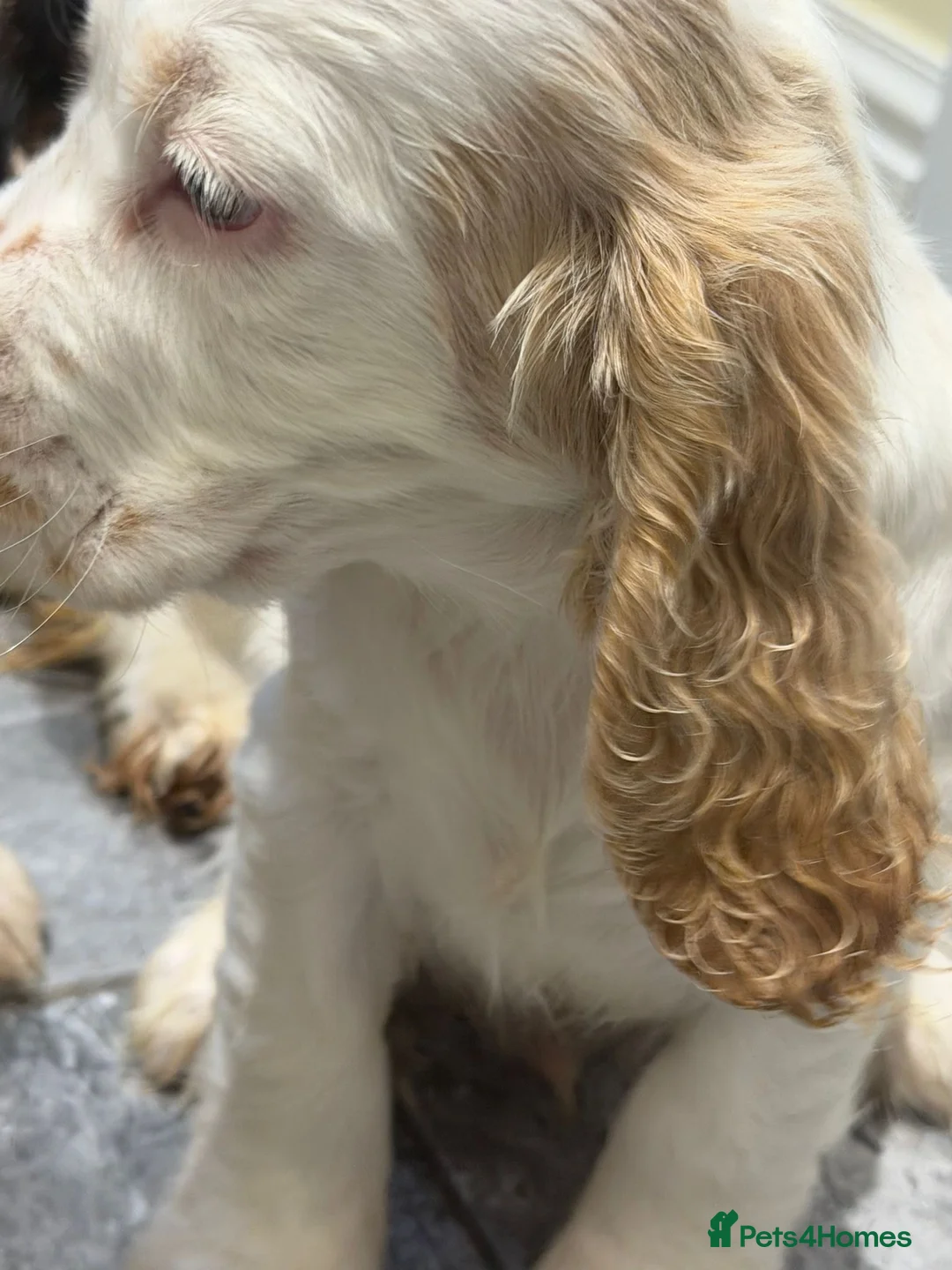 Cocker Spaniel dogs for sale: OUTSTANDING ADORABLE SHOW TYPE COCKER SPANIEL  - Advert 11
