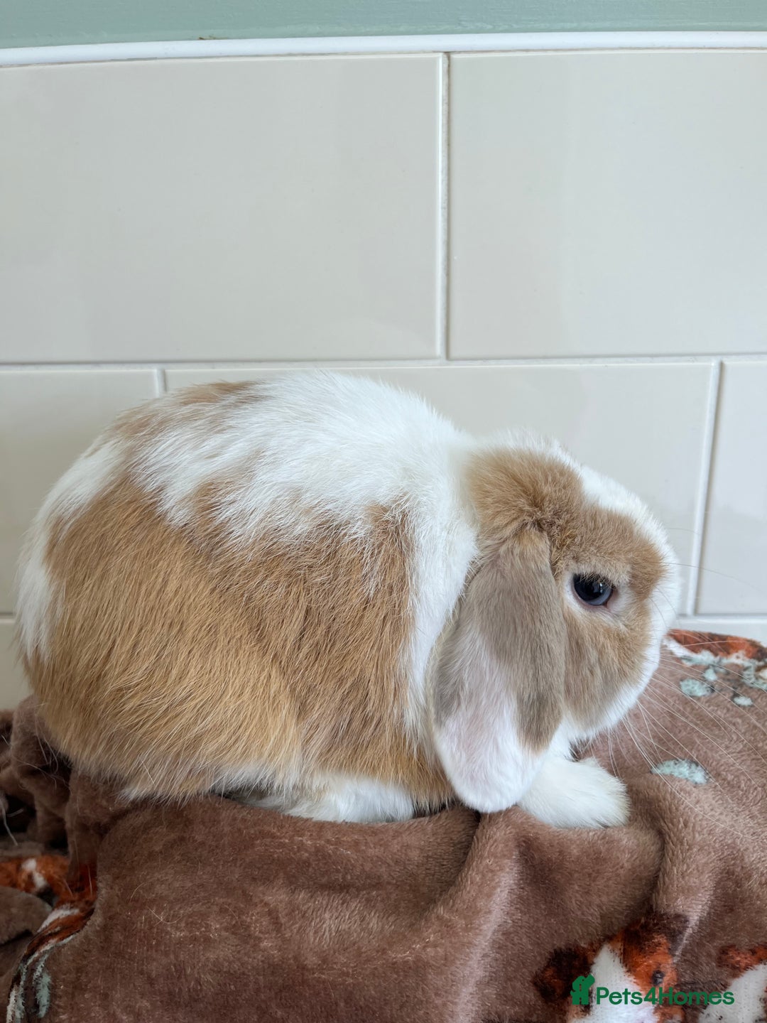 Mini Lop rabbits for sale: 2 ADULT MALES FOR SALE TO LIVE SEPARATELY  - Image 7