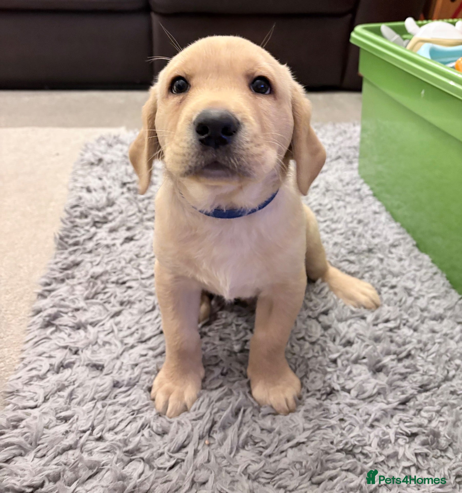 Labrador Retriever dogs Pedigree (KC REG) Boy Labrador Puppy - Advert 16