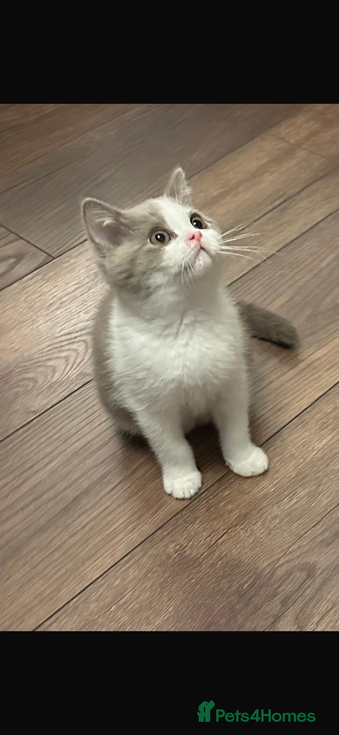 British Shorthair cats for sale: 1 left Ready NOW GCCF BSH kittens  - Advert 5