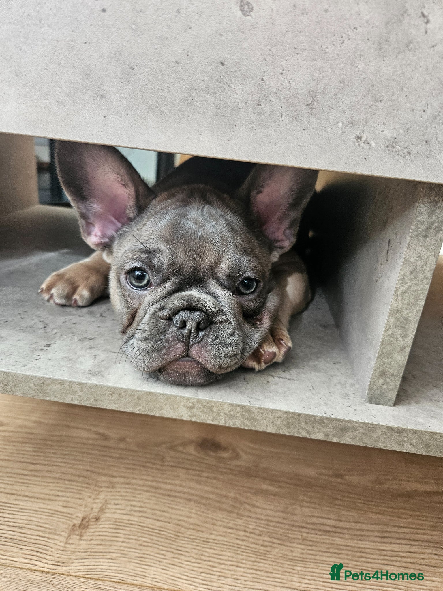 French Bulldog dogs French Bulldog Puppies for rehome - Advert 1