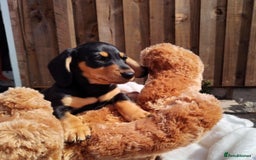 Miniature Dachshund dogs for sale: Mini dachshund  - Image 16