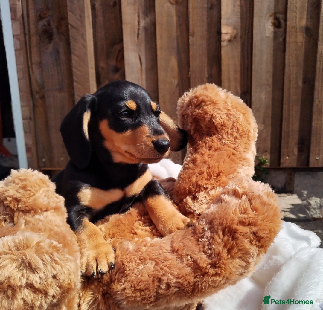 Miniature Dachshund dogs for sale: Mini dachshund  - Image 16