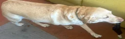 Labrador Retriever dogs for sale: Labrador Retriever - Emotional Support dog  - Advert 14