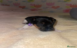 Jack Russell dogs for sale: Stunning Jack Russell puppies - Image 14