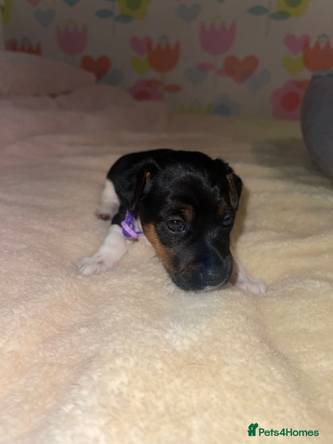 Jack Russell dogs for sale: Stunning Jack Russell puppies - Image 14