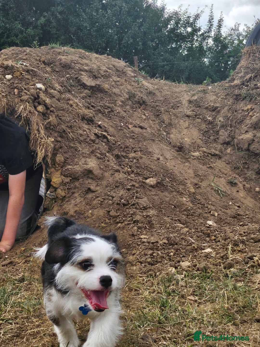 Mixed Breed dogs for sale: Ben for adoption  - Advert 8