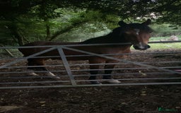 Welsh Section C horses for sale: 5 year old gelding looking for a new home - Advert 4