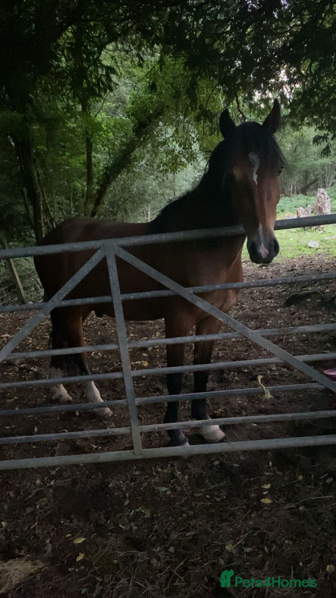 Welsh Section C horses for sale: 5 year old gelding looking for a new home - Advert 4