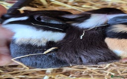 Guinea Pig rodents for sale: Adorable boy baby guinea pigs - Image 3