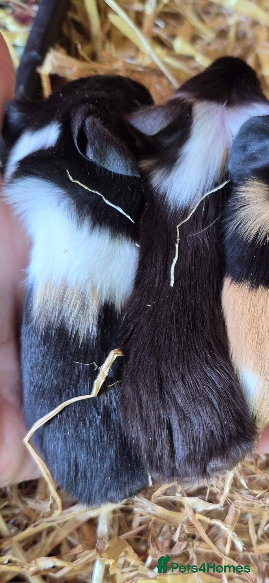 Guinea Pig rodents for sale: Adorable boy baby guinea pigs - Image 3