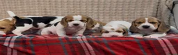 Beagle dogs for sale: BEAUTIFUL (SHOW TYPE) BEAGLE PUPPIES READY NOW - Advert 3