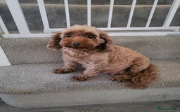 Cavapoo dogs for sale: F1bb cavapoo's  - Image 14