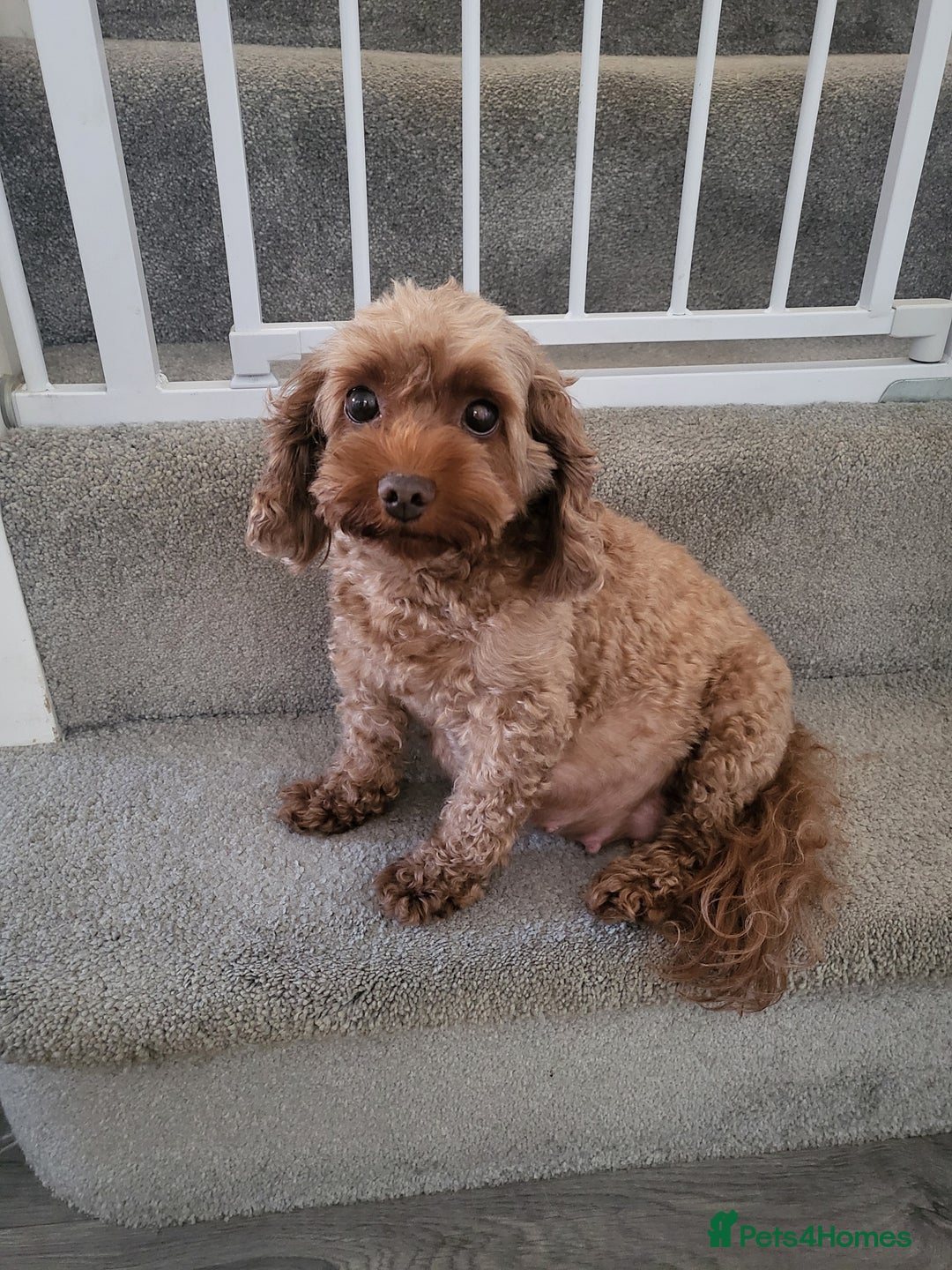 Cavapoo dogs for sale: F1bb cavapoo's  - Image 14
