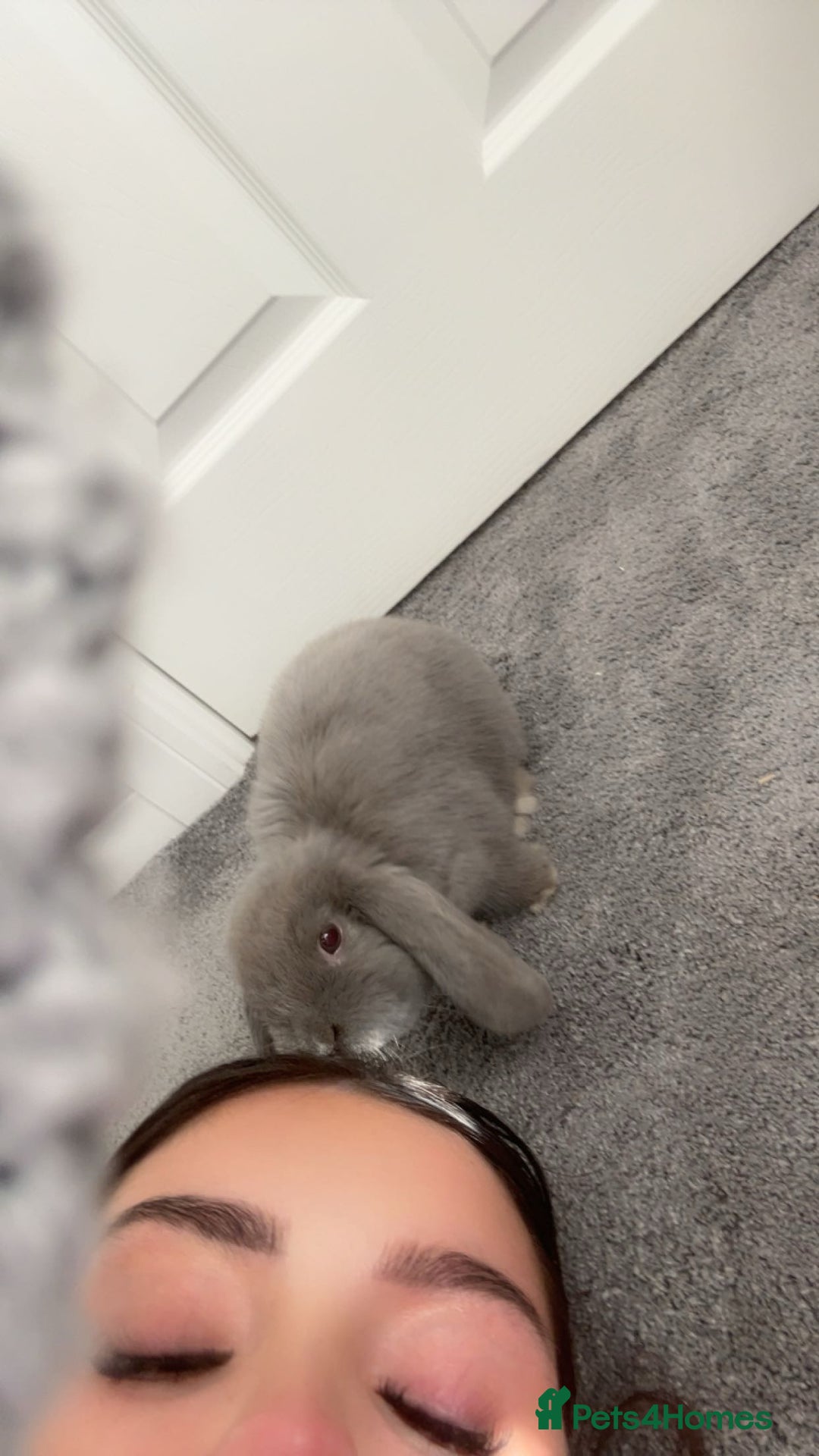 Mini Lop rabbits for sale: Nibbles the mini lop - Image 4