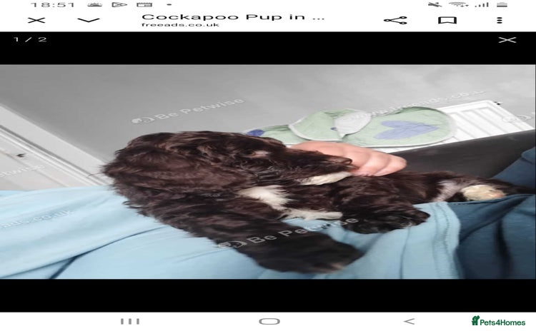 Cockapoo dogs - Advert 13