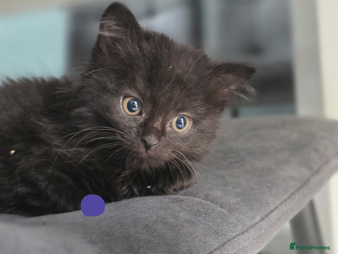 Mixed Breed cats for sale: Black kittens for sale  - Image 7