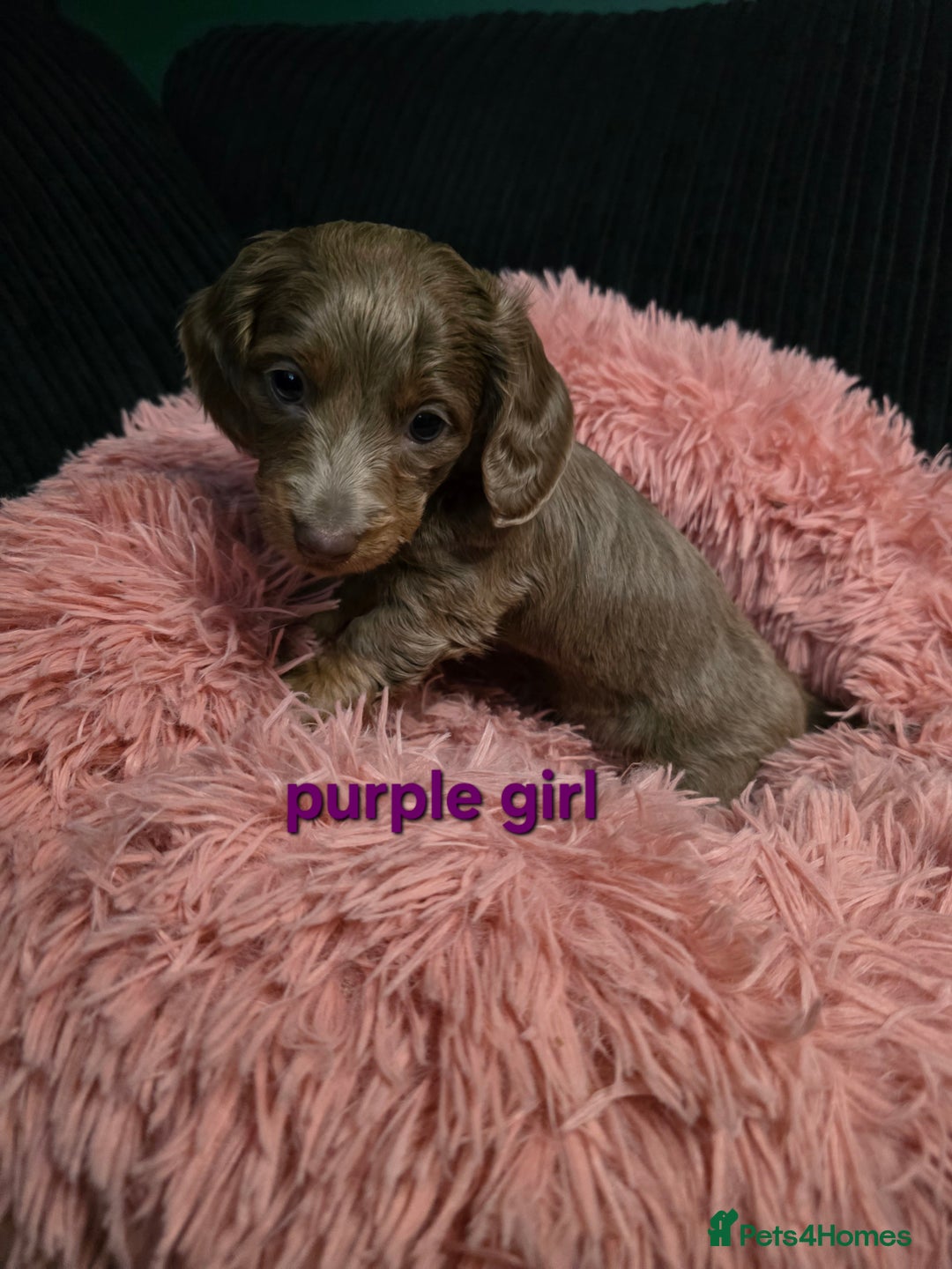Miniature Dachshund dogs for sale: Isabella tan piebald long hair miniature dachshund - Advert 11