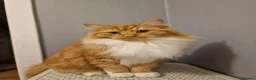 Norwegian Forest Cat cats for sale: Beautiful ginger Norwegian kittens  - Advert 14