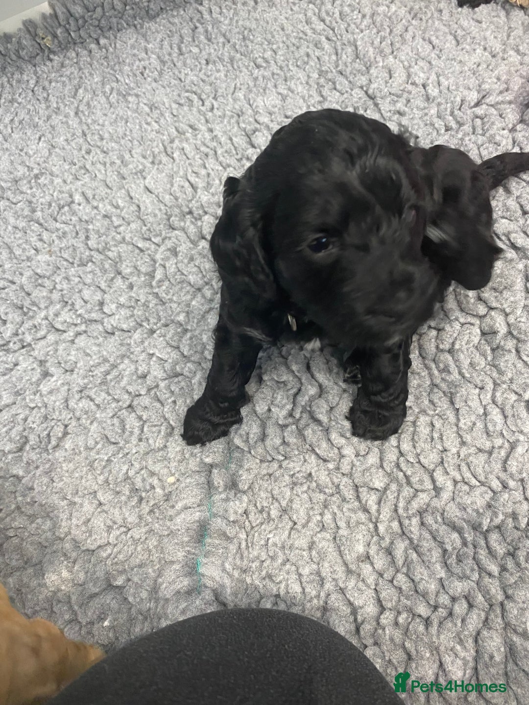 Cockapoo dogs for sale: Cockapoo Puppies for Sale - Image 15