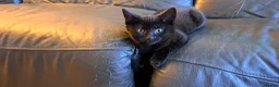 Russian Blue cats for sale: Stunning Russian Blue Cross Available 🐾 - Advert 17