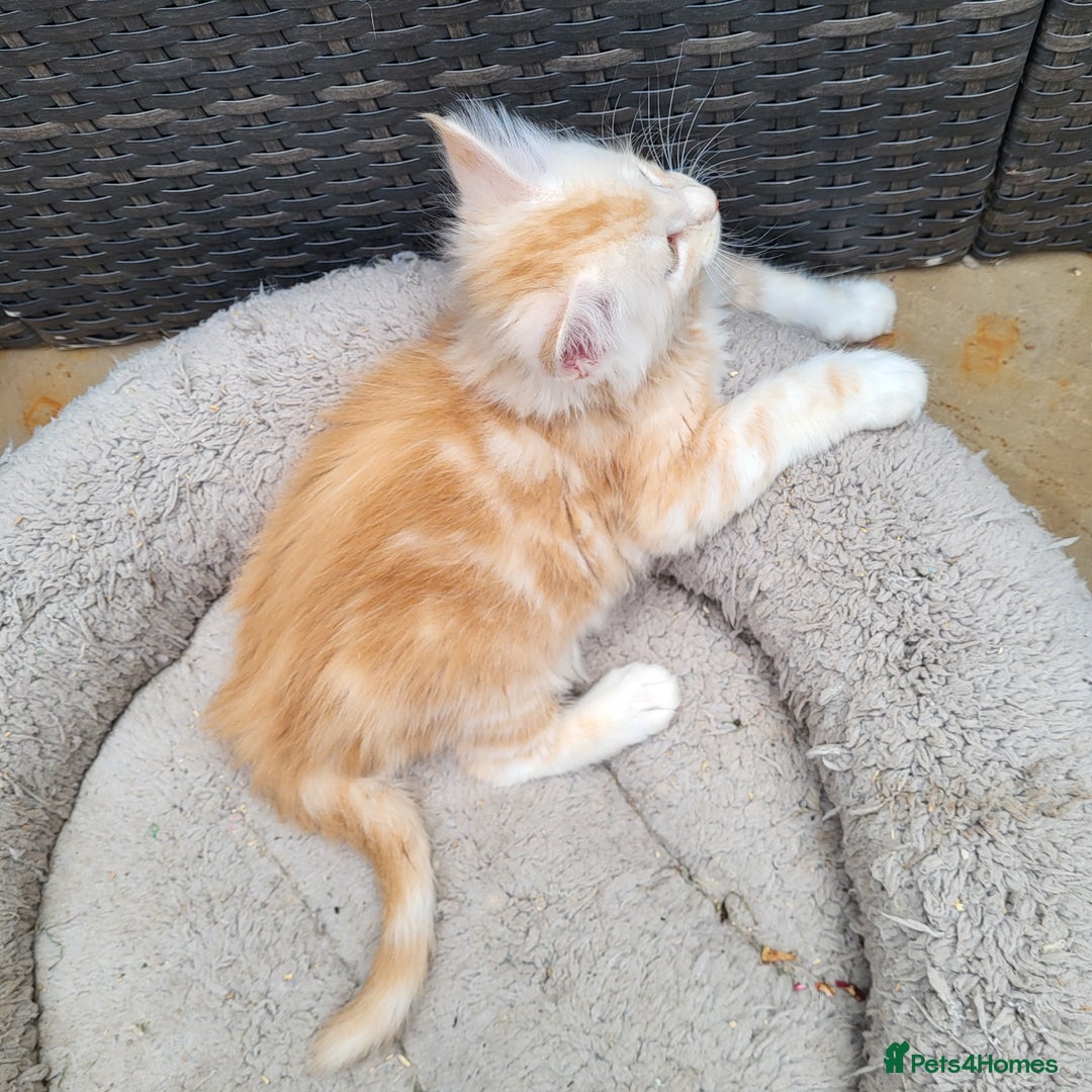 Maine Coon cats for sale: Maine Coon kittens for sale CF81  - Image 4