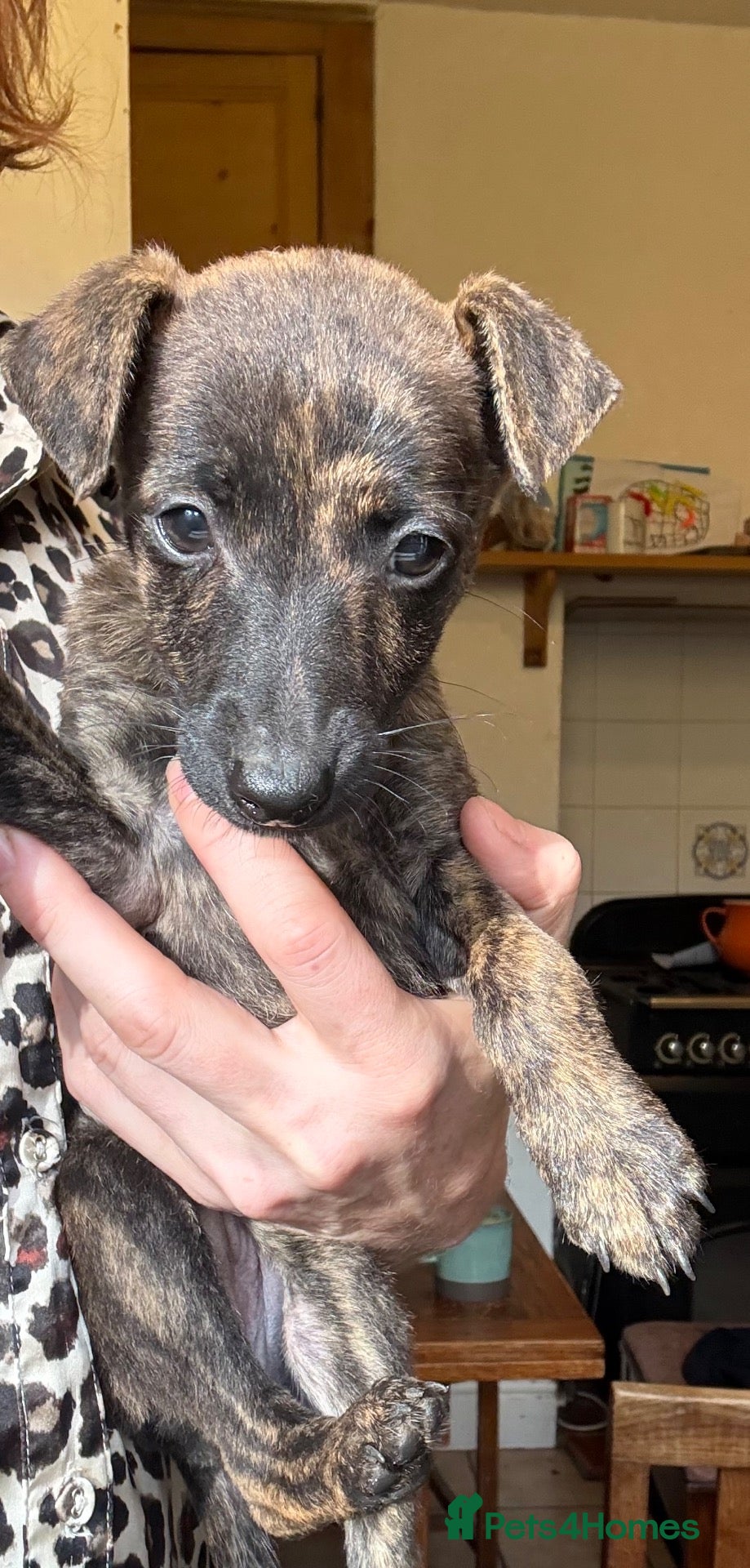 Mixed Breed dogs Beautiful whippet x puppies!! (Lurchers) - Advert 1