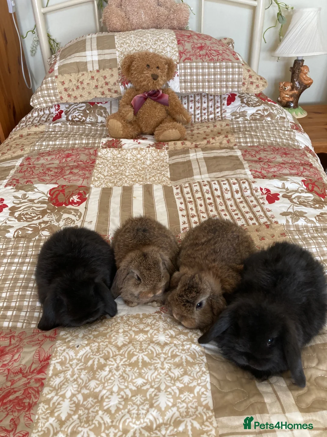 Mini Lop rabbits for sale: Gorgeous Mini Lops - Advert 1