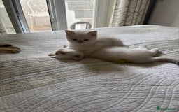 British Shorthair cats for sale: British Shorthair golden and silver - Image 4