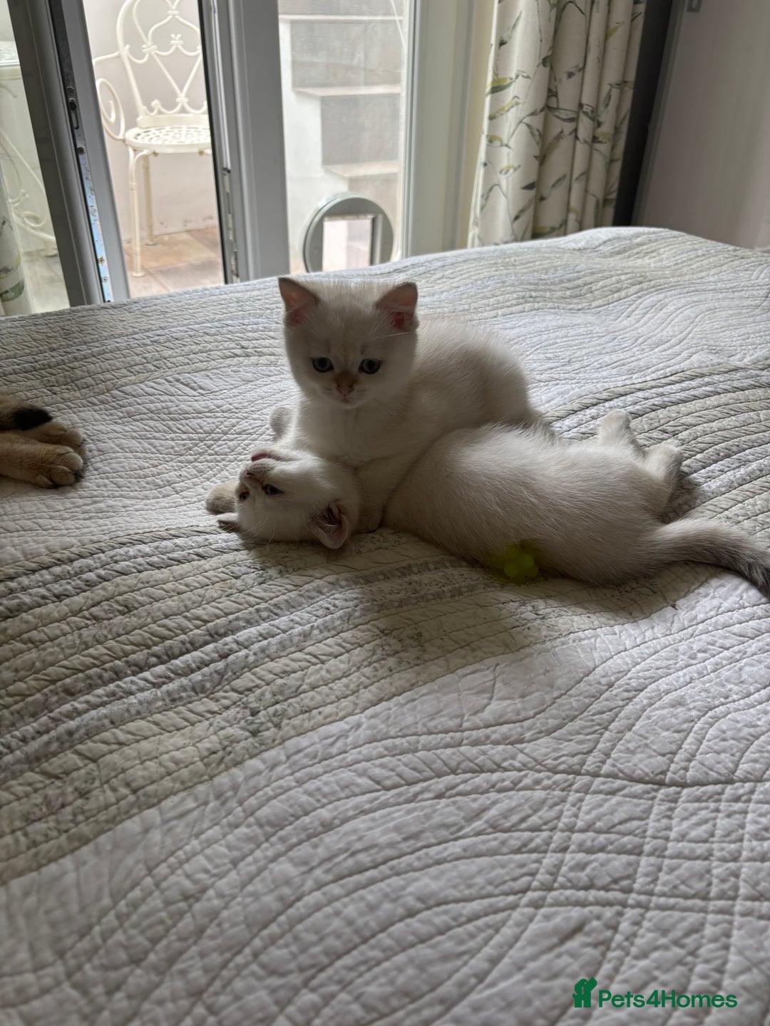 British Shorthair cats for sale: British Shorthair golden and silver - Image 4