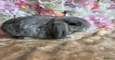 Mini Lop rabbits - Advert 14