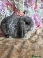 Mini Lop rabbits - Advert 5