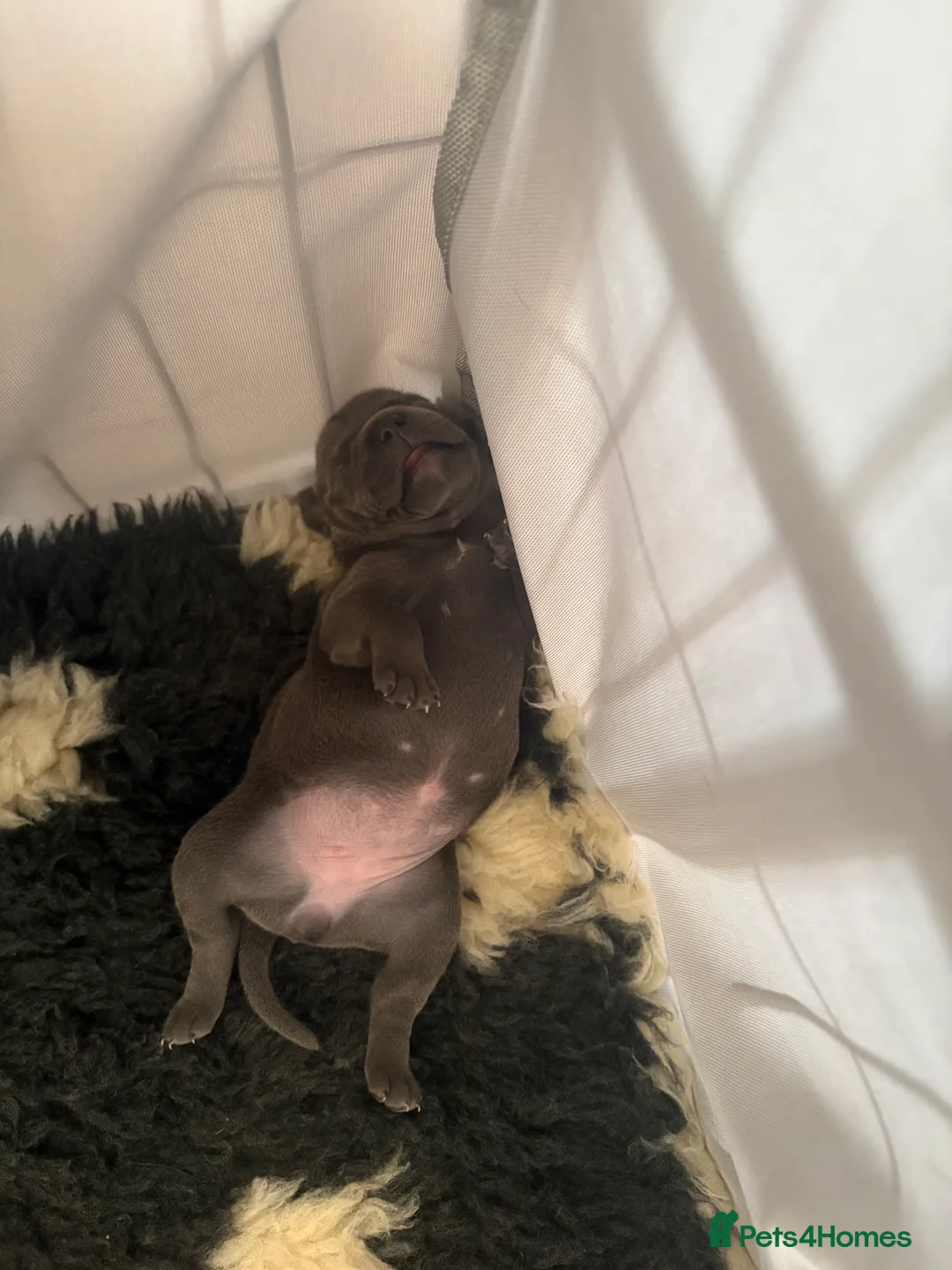 Staffordshire Bull Terrier dogs for sale: KC-Quality,Champion Bloodline,Blue Staffy Pups - Advert 2