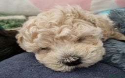 Maltipoo dogs for sale: Rare F2 Toy Maltipoos, DNA Clear + Basic Training - Image 27