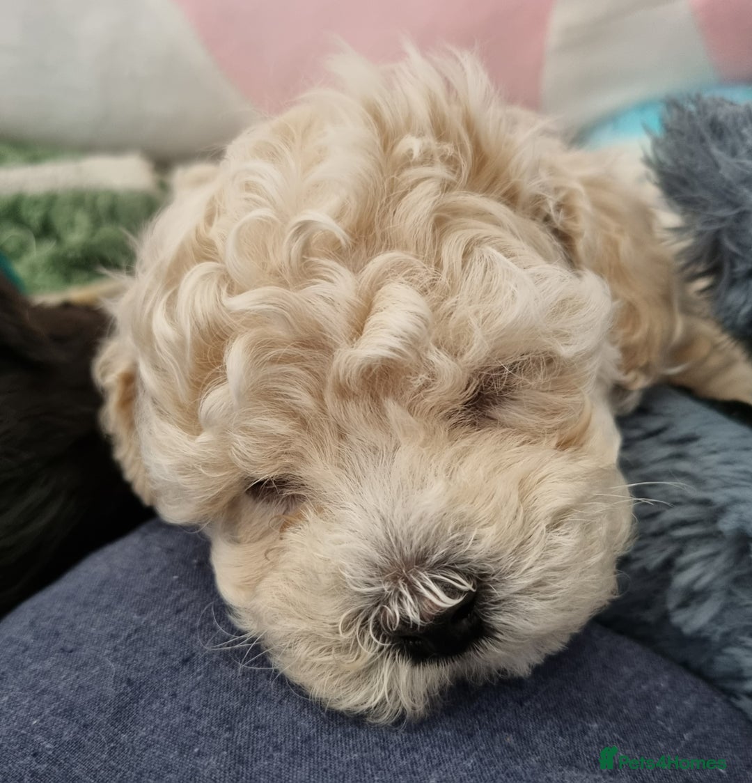 Maltipoo dogs for sale: Rare F2 Toy Maltipoos, DNA Clear + Basic Training - Image 27
