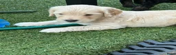 Double Doodle dogs for sale: Beautiful Golden St Bernadoodle Puppies for Sale  - Advert 20